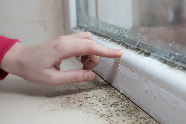 Best Post-Remediation Verification Testing  in Arlington, NE